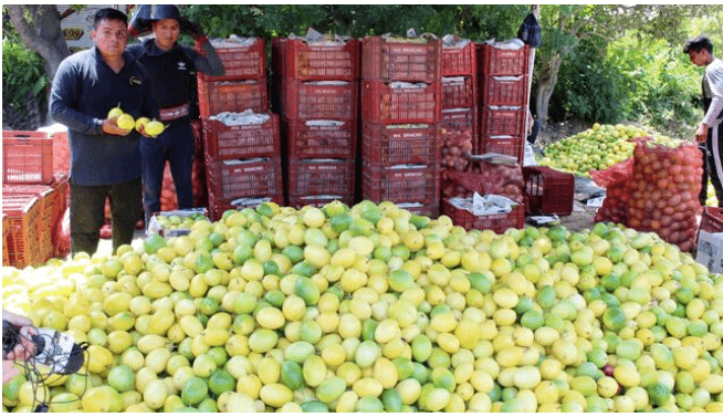 Gente cultivando